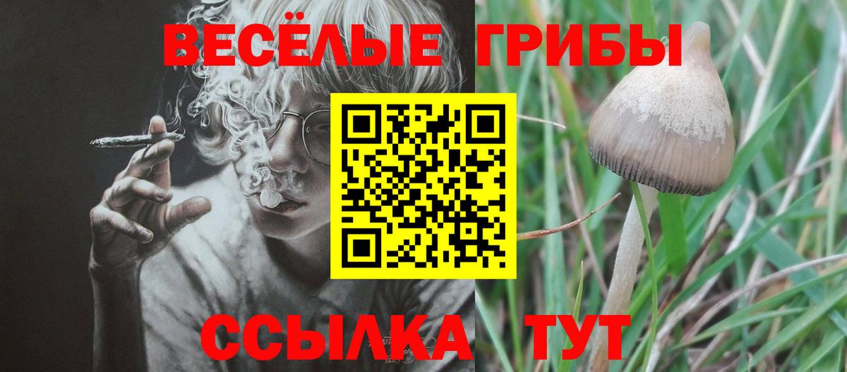 Псилоцибиновые грибы Psilocybine cubensis Богородск